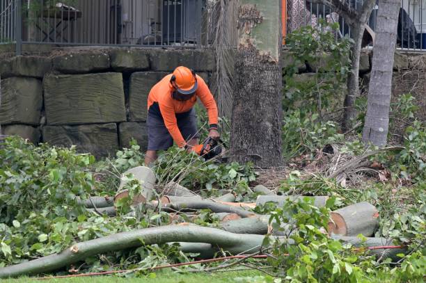 Best Tree and Shrub Care  in Memphis, FL